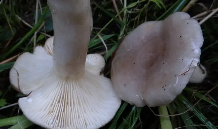 Mushroom milky: description of species