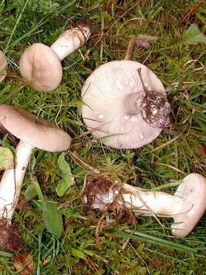 Mushroom milky: description of species