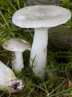 Mushroom milky: description of species