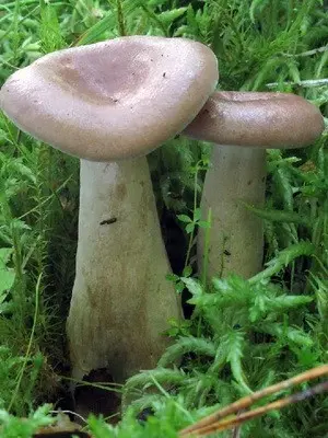 Mushroom milky: description of species