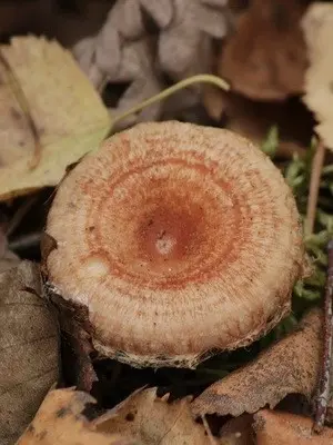 Mushroom milky: description of species