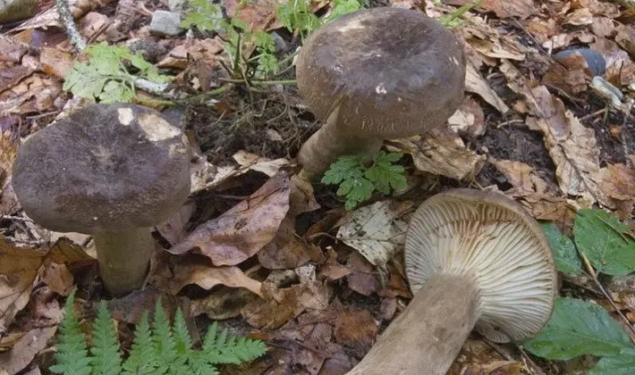 Mushroom milky: description of species