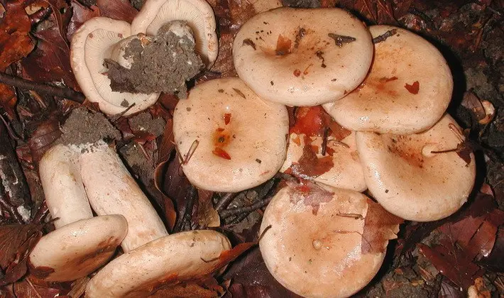 Mushroom milky: description of species