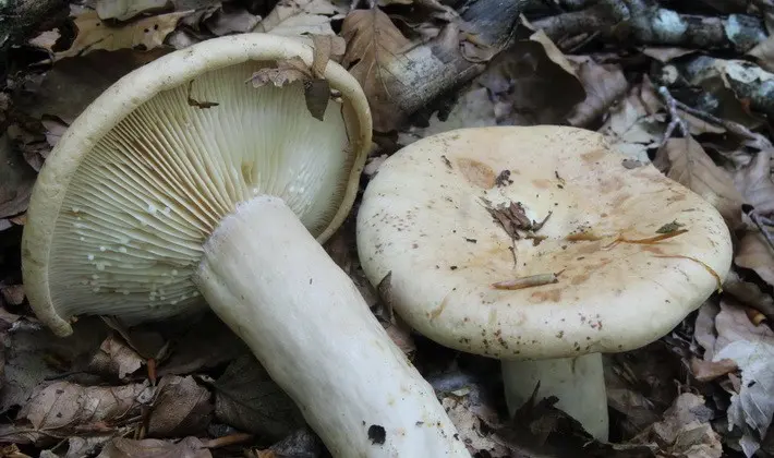 Mushroom milky: description of species