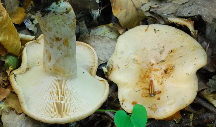 Mushroom milky: description of species