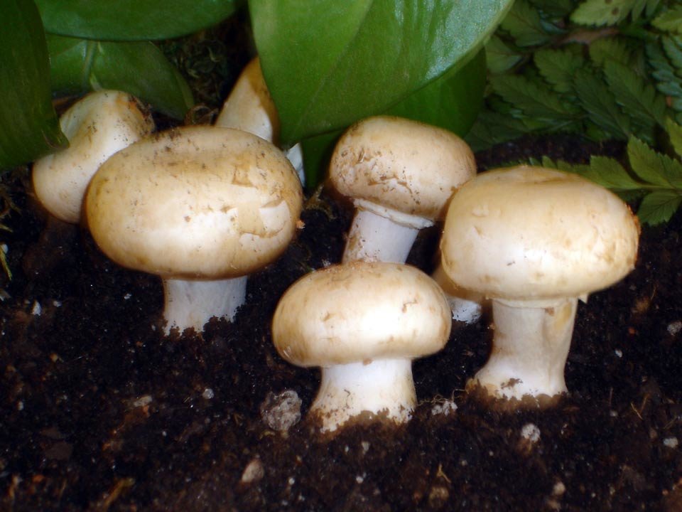 Mushroom mushroom (Agaricus bisporus) photo and description