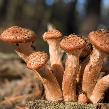 Mushroom mushroom autumn and its dangerous counterparts