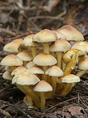 Mushroom mushroom autumn and its dangerous counterparts