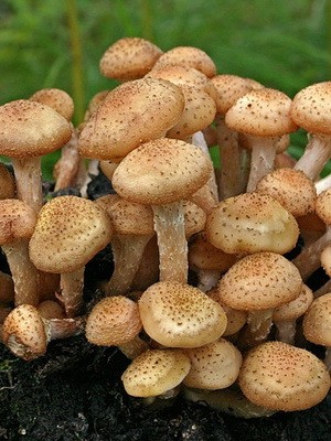 Mushroom mushroom autumn and its dangerous counterparts