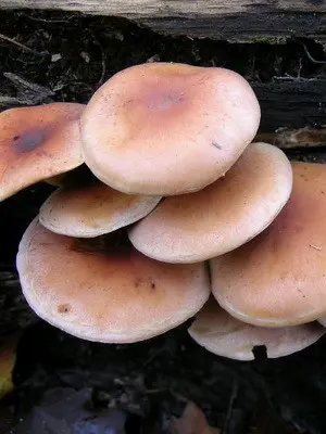 Mushroom mushroom autumn and its dangerous counterparts