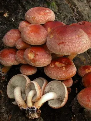 Mushroom mushroom autumn and its dangerous counterparts