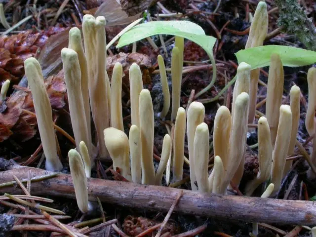 Mushroom mushroom: description and photo