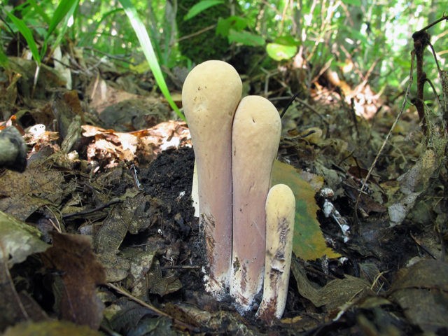 Mushroom mushroom: description and photo