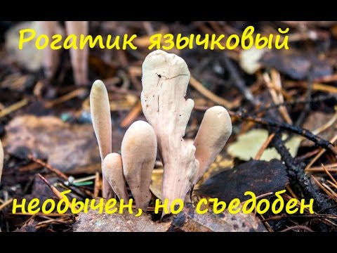 Mushroom mushroom: description and photo