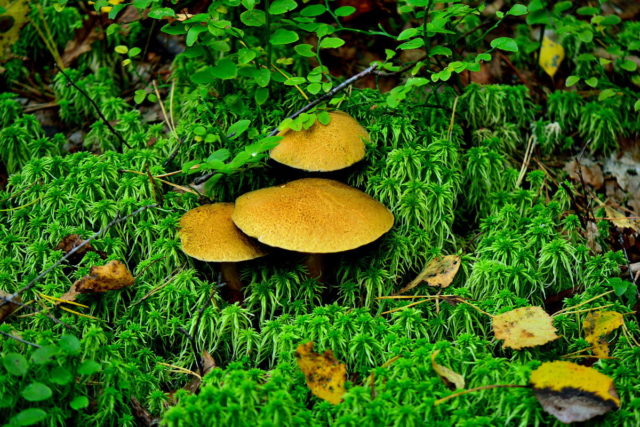 Mushroom mushroom: false twins, description and photo