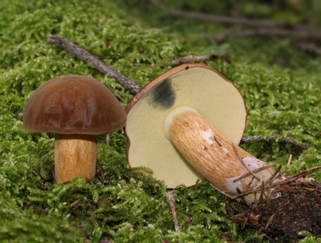 Mushroom mushroom: false twins, description and photo