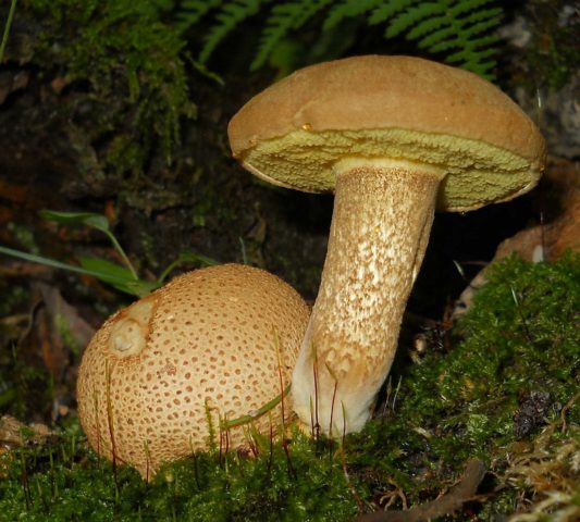 Mushroom mushroom: false twins, description and photo