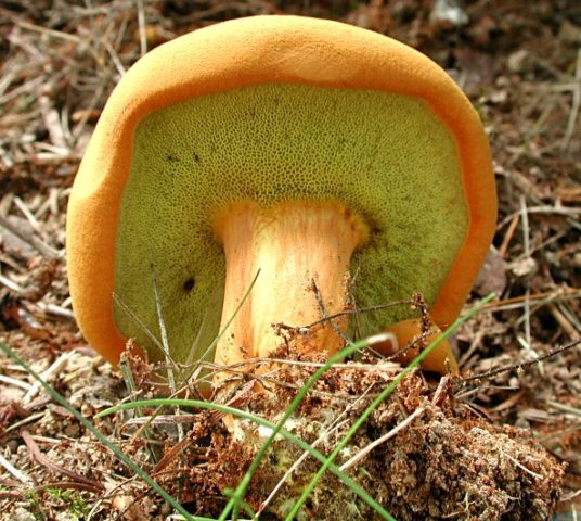 Mushroom mushroom: false twins, description and photo