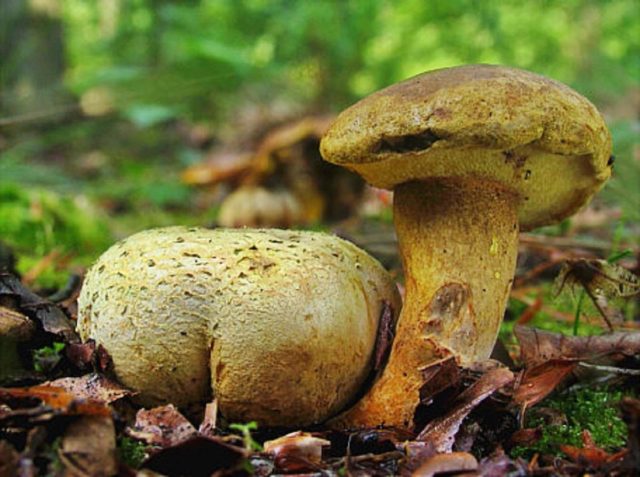 Mushroom mushroom: false twins, description and photo