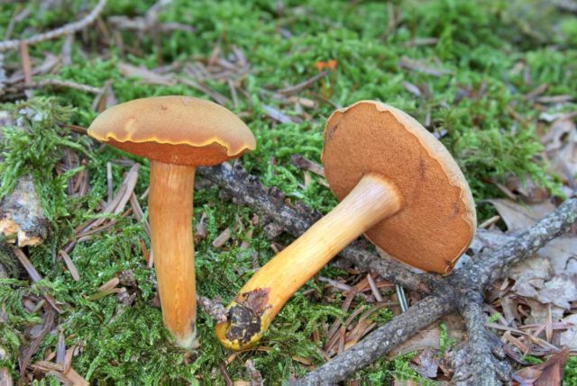 Mushroom mushroom: false twins, description and photo