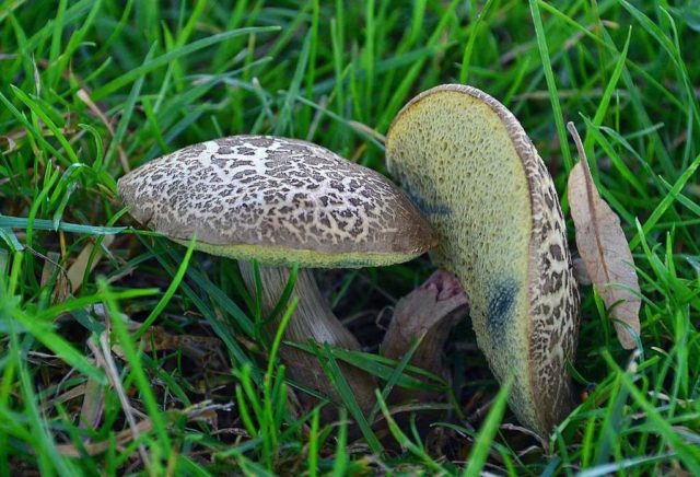 Mushroom mushroom: false twins, description and photo