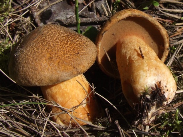 Mushroom mushroom: false twins, description and photo