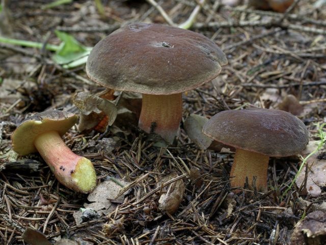 Mushroom mushroom: false twins, description and photo