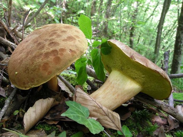 Mushroom mushroom: false twins, description and photo