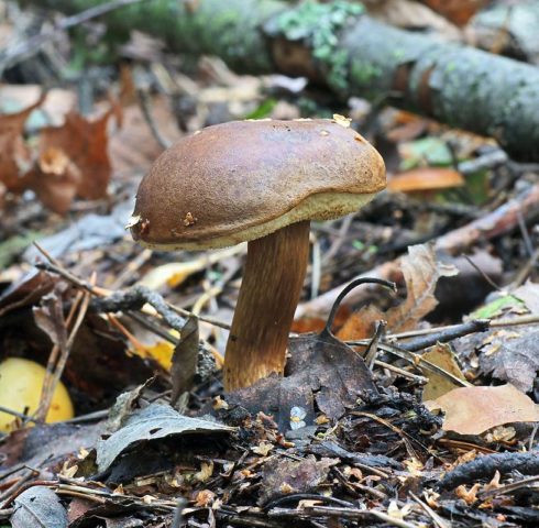 Mushroom mushroom: false twins, description and photo