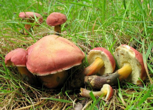 Mushroom mushroom: false twins, description and photo