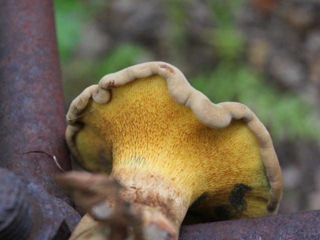 Mushroom mushroom: false twins, description and photo