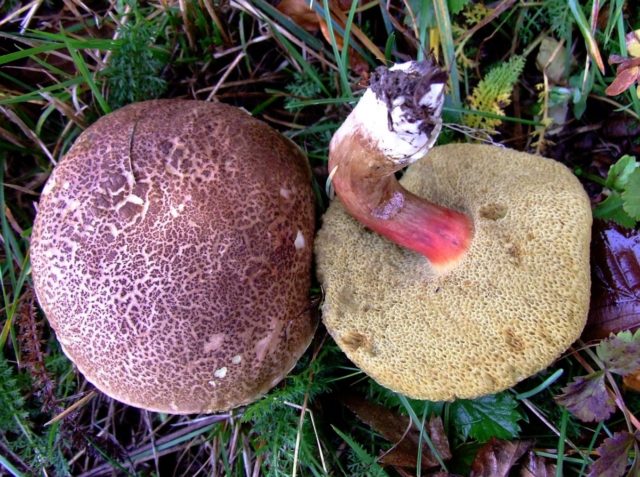 Mushroom mushroom: false twins, description and photo