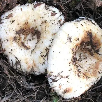 Mushroom mushrooms: popular types