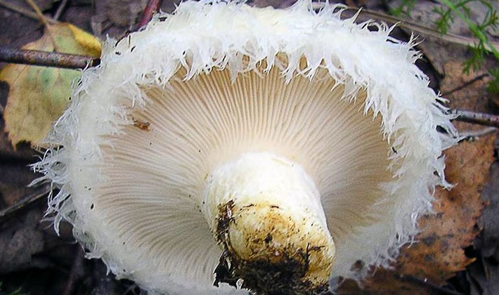 Mushroom mushrooms: popular types
