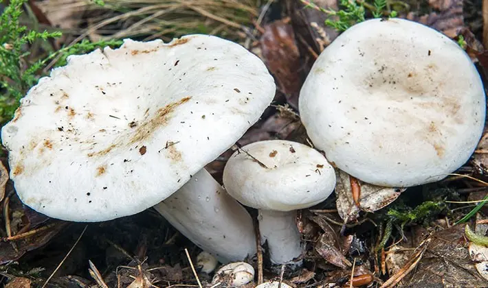 Mushroom mushrooms: popular types