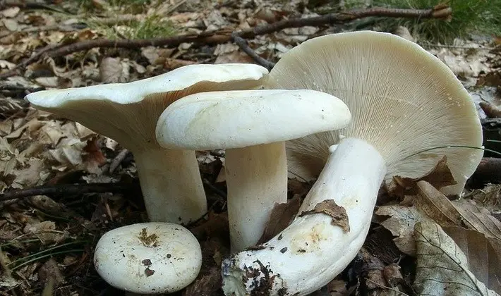 Mushroom mushrooms: popular types