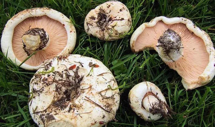 Mushroom mushrooms: popular types