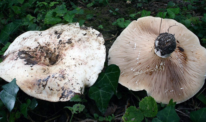 Mushroom mushrooms: popular types