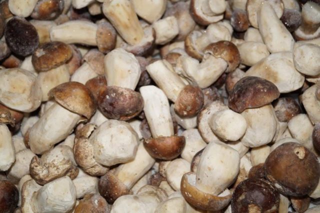 Mushroom mushrooms: recipes for the winter, how much to cook, useful properties