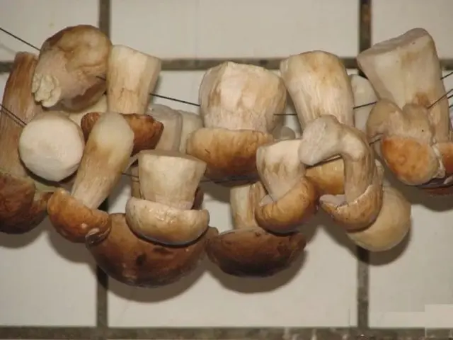 Mushroom mushrooms: recipes for the winter, how much to cook, useful properties