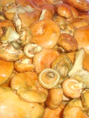 Mushroom mushrooms under oppression: recipes for homemade pickling of mushrooms