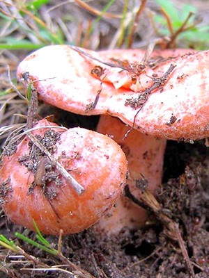 Mushroom mushrooms under oppression: recipes for homemade pickling of mushrooms