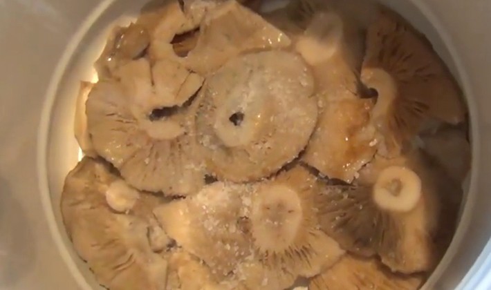 Mushroom mushrooms under oppression: recipes for homemade pickling of mushrooms