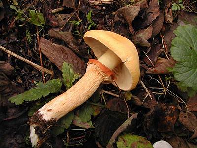 Mushroom mustard plaster (Theolepiota golden): description and photo