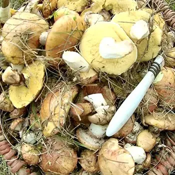 Mushroom picking rules: a brief reminder