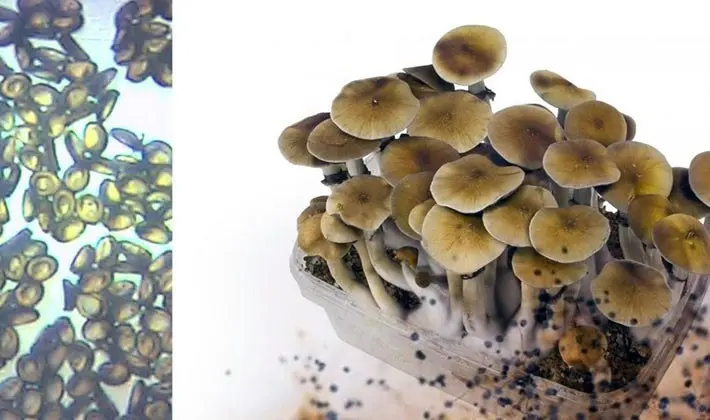 Mushroom picking rules: a brief reminder
