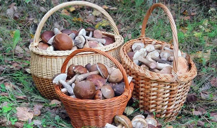 Mushroom picking rules: a brief reminder