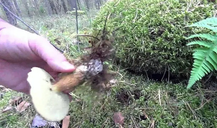 Mushroom picking rules: a brief reminder