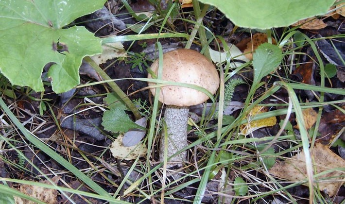 Mushroom picking rules: a brief reminder