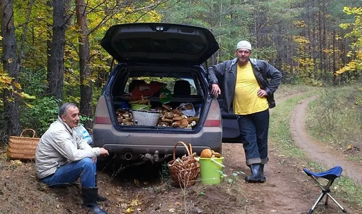 Mushroom picking rules: a brief reminder